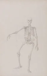 Human Skeleton, Anterior View (Right Arm Outstretched; finished study for unpublished table)