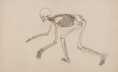 Human Skeleton, Lateral View