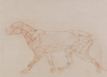 Tiger Body, Lateral View (Study of the muscles exposed at the third stage of dissection)