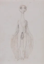 Owl Standing, Anterior View