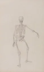 Human Skeleton, Posterior View (Right Arm Outstretched; finished study for an unpublished table)