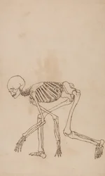 Human Skeleton, Lateral View