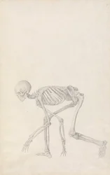 Human Skeleton, Lateral View (in Crouching Posture)
