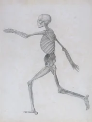 A Comparative Anatomical Exposition of the Structure of the Human Body with that of a Tiger and a Common Fowl: Human Figure, Lateral View, 1795-1806