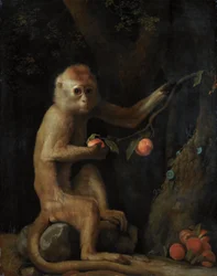 A Monkey