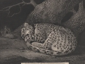 A Sleeping Leopard