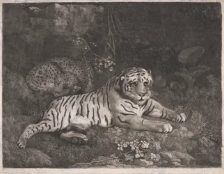 A Tiger and a Sleeping Leopard