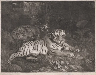 A Tiger and a Sleeping Leopard