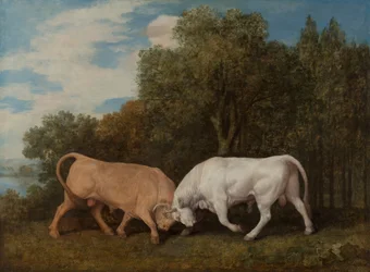 Bulls Fighting