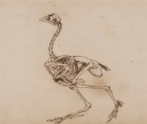 Dorking Hen Skeleton, Lateral View