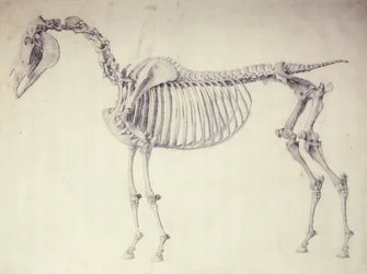Fifth Anatomical Table, from 