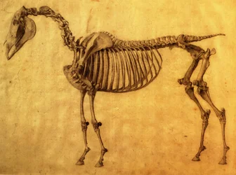 Finished Study for the First Skeletal Table of a Horse