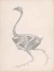 Fowl Body, Lateral View (Highly Finished Study for an Unpublished Table; Shows the Last Stage in Dissection)