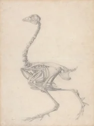 Fowl Skeleton, Lateral View