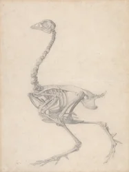 Fowl Skeleton, Lateral View (Finished Study for Table V)