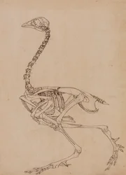 Fowl Skeleton, Lateral View