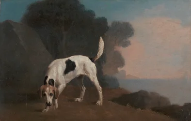 Foxhound