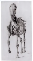 Frontal View of the Skeleton of a Horse, Study No. 10 from The Anatomy of the Horse, 1766