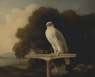 Greenland Falcon, Gyr Falcon