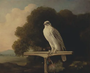 Greenland Falcon