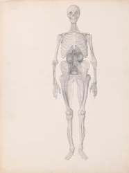 Human Figure, Anterior View