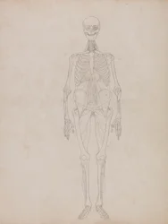 Human Figure, Anterior View