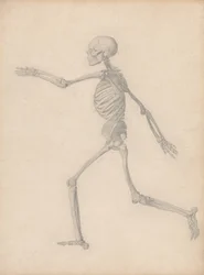 Human Skeleton, Lateral View (Close to the Final Study for Table III But Differs in Detail)
