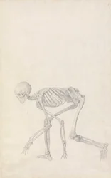 Human Skeleton, Lateral View (in Crouching Posture)