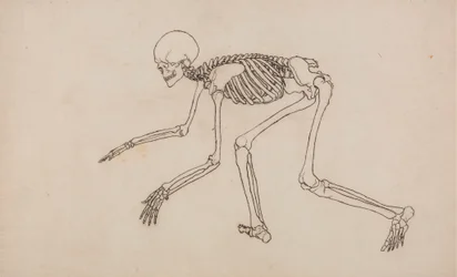 Human Skeleton, Lateral View