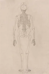 Human Skeleton, Posterior View (Relates to Table II)