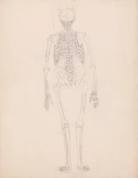 Human Skeleton, Posterior View