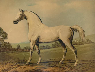 Mambrino. Bred by Lord Grosvenor, c1770s