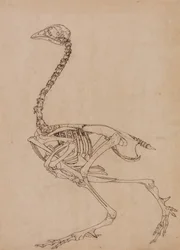 Study of a Fowl, Lateral View, from A Comparative Anatomical Exposition of the Structure of the Human Body with that of a Tiger and a Common Fowl