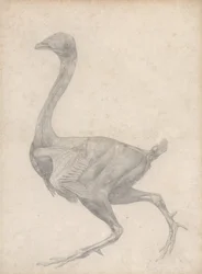Study of a Fowl, Lateral View, with skin and underlying fascial layers removed, from A Comparative Anatomical Exposition of the Structure of the Human Body with that of a Tiger and a Common Fowl