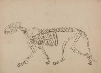 Study of a Tiger, Lateral View, from A Comparative Anatomical Exposition of the Structure of the Human Body with that of a Tiger and a Common Fowl