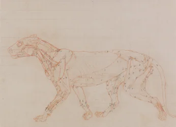 Study of a Tiger, Lateral View, from A Comparative Anatomical Exposition of the Structure of the Human Body with that of a Tiger and a Common Fowl