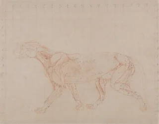 Study of a Tiger, Lateral View, from A Comparative Anatomical Exposition of the Structure of the Human Body with that of a Tiger and a Common Fowl