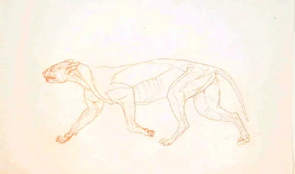 Study of a Tiger, Lateral View, from A Comparative Anatomical Exposition of the Structure of the Human Body with that of a Tiger and a Common Fowl