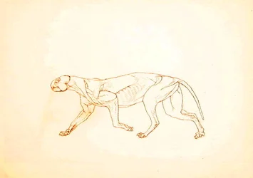 Study of a Tiger, Lateral View, from A Comparative Anatomical Exposition of the Structure of the Human Body with that of a Tiger and a Common Fowl