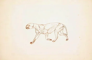 Study of a Tiger, Lateral View, from A Comparative Anatomical Exposition of the Structure of the Human Body with that of a Tiger and a Common Fowl