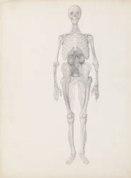 Study of the Human Figure, Anterior View, Final Stage of Dissection, from 