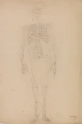Study of the Human Figure, Anterior View, from A Comparative Anatomical Exposition of the Structure of the Human Body with that of a Tiger and a Common Fowl, c.1795-1806