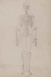 Study of the Human Figure, Anterior View, from A Comparative Anatomical Exposition of the Structure of the Human Body with that of a Tiger and a Common Fowl, c.1795-1806
