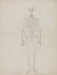 Study of the Human Figure, Anterior View, from 