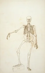 Study of the Human Figure, Anterior View
