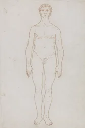 Study of the Human Figure, Anterior View, from 