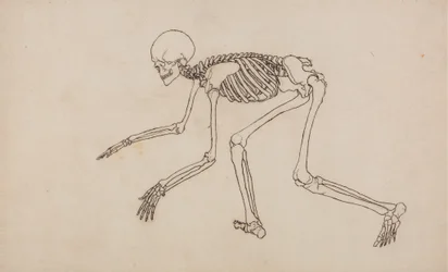 Study of the Human Figure, Lateral View, from A Comparative Anatomical Exposition of the Structure of the Human Body with that of a Tiger and a Common Fowl
