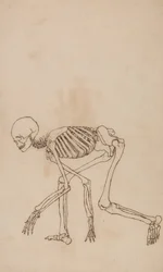 Study of the Human Figure, Lateral View, from A Comparative Anatomical Exposition of the Structure of the Human Body with that of a Tiger and a Common Fowl
