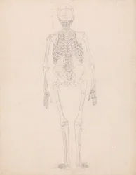 Study of the Human Figure, Posterior View, Diagram for Key to Table II, from A Comparative Anatomical Exposition of the Structure of the Human Body with that of a Tiger and a Common Fowl, c.1795-1806