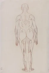 Study of the Human Figure, Posterior View, from A Comparative Anatomical Exposition of the Structure of the Human Body with that of a Tiger and a Common Fowl, c.1795-1806